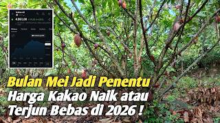 Akankah Harga Kakao Akan Terus Naik Tahun ini ?