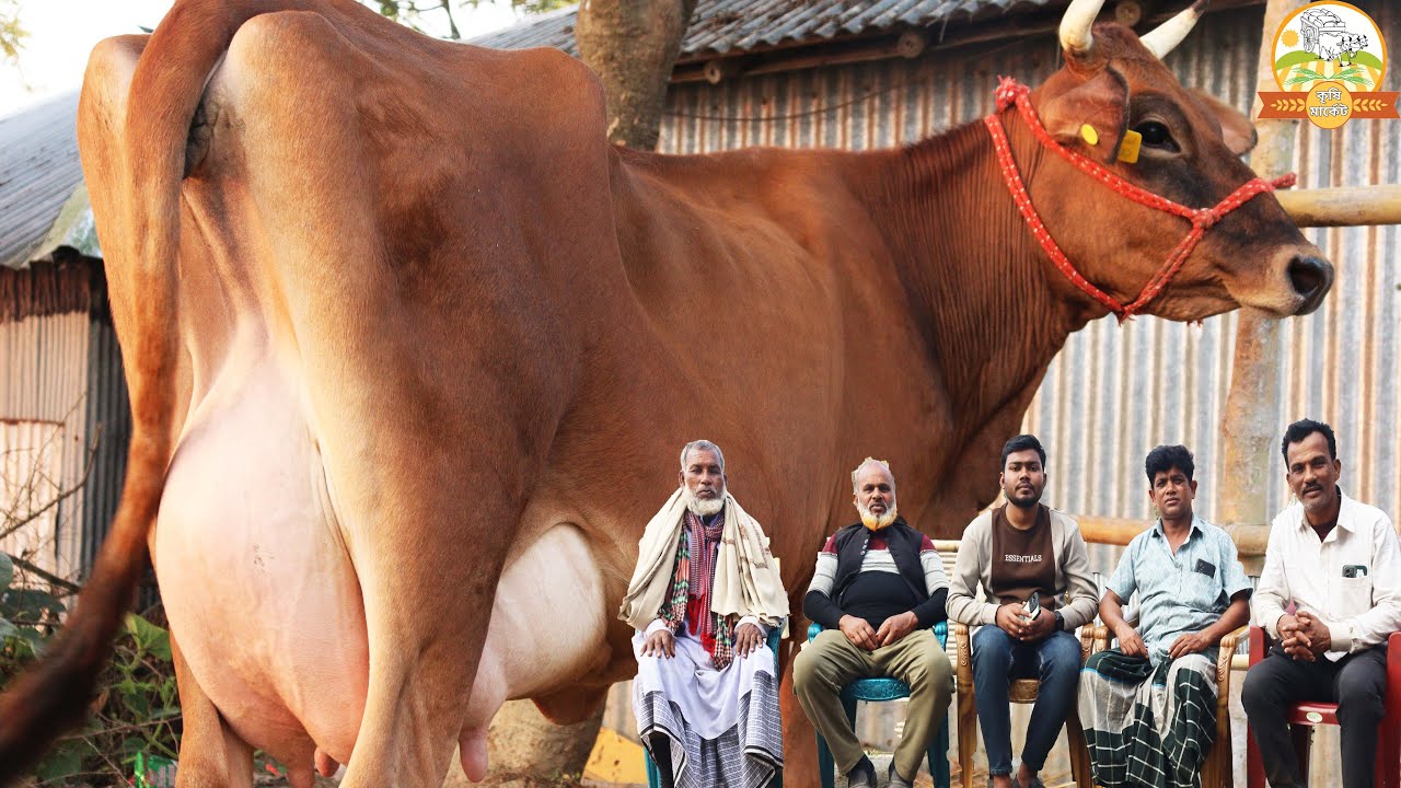 দেশ কাঁপানো দাম ! মাত্র ১ লক্ষ ২০ হাজারে ১৩ লিটার জার্সি । ট্রেন ভিড় করা উপচে পড়া দুরদুরান্তর ক্রেতা