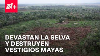 Miembros de la comunidad menonita devastan la Selva Maya de Campeche  En Punto