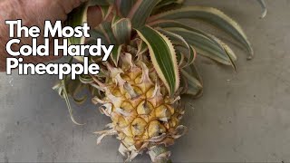 Growing The Most Cold Hardy Edible Pineapple