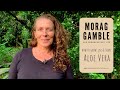Aloe Vera - how to grow, use and share with Morag Gamble