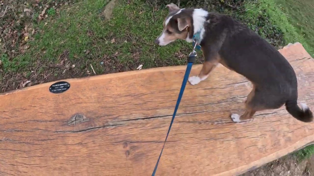 Walks with Rat at High Ash Farm part 4