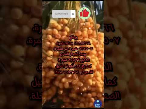 الوادى الجديد الأولى فى إنتاج وتصدير التمور بإجمالى 150ألف طن الوادى الجديد الوادي بلح التمر