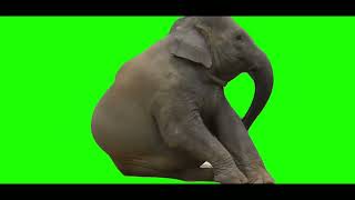 Elephant Green Screen | HD |