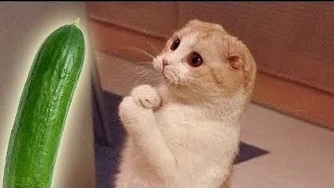 Watch the video about OMG - Cat scared from cucumber 🥒 🤣