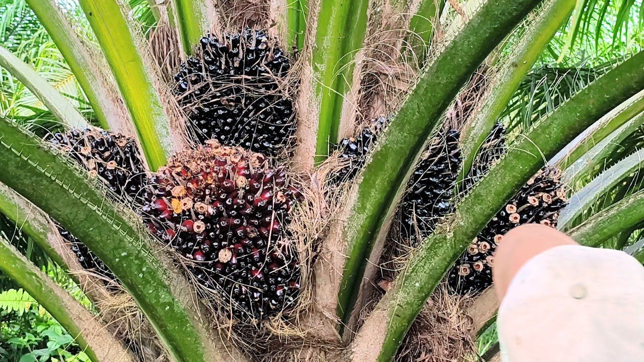 Сбор урожая пальмового масла, плода с большим количеством фитилей для печей.
