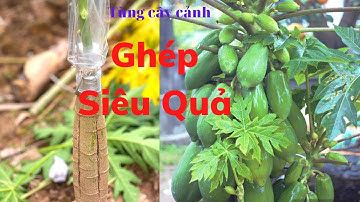 Cách Ghép Đu Đủ Giúp Năng Suất Cao Tại Việt Nam