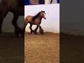 Baelfyre, buckskin gypsy vanner stallion, runs free in the Oregon State Fair arena