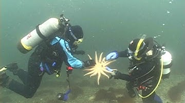 Three Tree Point Movie