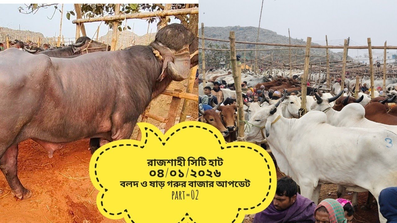 রাজশাহী সিটি হাট ০৪/০১/২০২৬ বলদ ও মহিষের দরদাম আপডেট part=02
