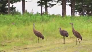 Sandhill Crane Family Walking Down Country Road Royalty Free Video Footage