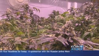 Where We Live: Oregon's growing marijuana industry