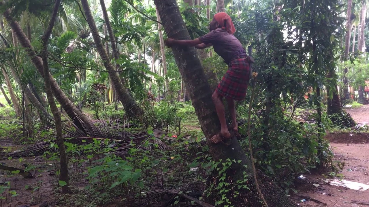 COCONUT PLUCKING - A CULTURAL ADVENTURE IN INDIA - YouTube