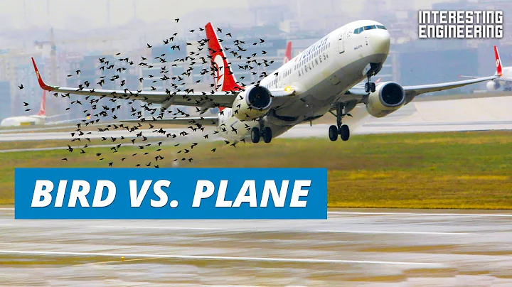 What happens when birds fly into plane engines? - DayDayNews