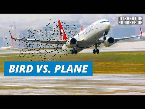 What happens when birds fly into plane engines?