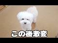 愛犬がいつもよりボサボサになってしまったので久々にトリミング前後で見比べてみました!