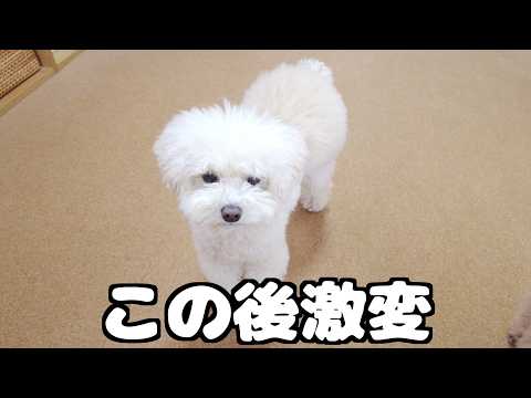 愛犬がいつもよりボサボサになってしまったので久々にトリミング前後で見比べてみました！