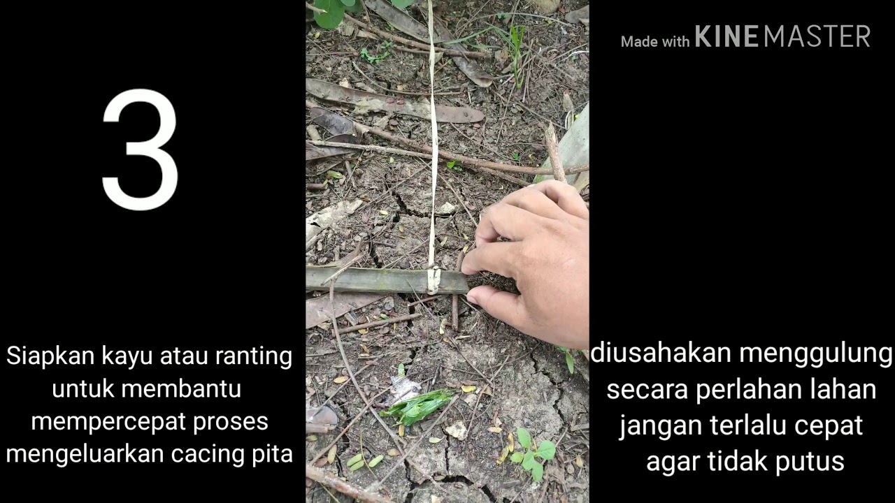 Cara Mengeluarkan Cacing Pita dalam tubuh musang secara alami - YouTube