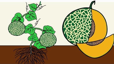 Quá trình phát triển cây dưa lưới | Life Cycle of a Cantaloupe Plant | Hand Drawn Animation