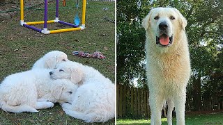 Kuvasz Puppy 1.5 Years and 100lbs Later!