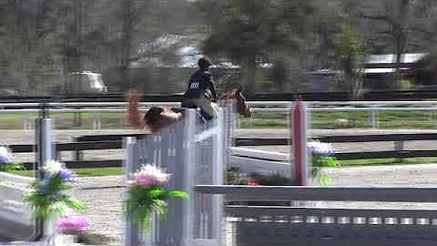 Video of MARVEL ridden by Lydia Robbins from ShowN...