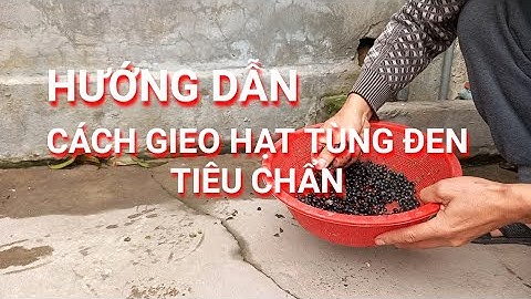 Hướng dẫn cách gieo hạt Tùng đen (cây cứt chuột) hiệu quả - Xuân năm 2021 #27