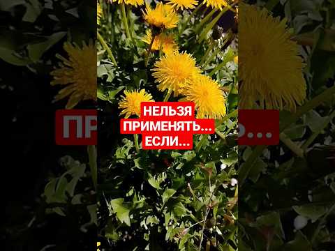 #одуванчик Противопоказания #youtubeshorts #shortvideo #обовсём #полезныезнания #здоровье