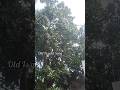 gori_tera_ gaon_bada_pyara 🏡 #shorts  #oldsong  #shortmusic #nature #shortvideo #bolleywoodsong #yt
