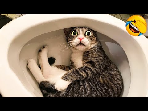 MEOW~ So Funny! Funniest Cats and Dogs 2023 😺🐶