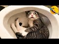 Meow so funny funniest cats and dogs 2023 