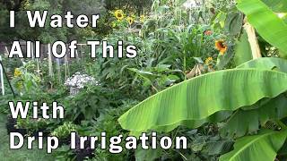 I Water All This With Drip Irrigation: 8 Years of Proof That It Works