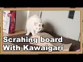 猫のキクちゃん！爪研ぎを引きづり回すの巻☆Kiku-chan, the cat! Drag around the nail sharpener