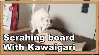 猫のキクちゃん！爪研ぎを引きづり回すの巻☆Kiku-chan, the cat! Drag around the nail sharpener