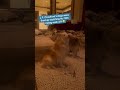 Best thing you’ll see today. J.P. Crawford’s dogs were fired up by his walkoff! #mariners #sports