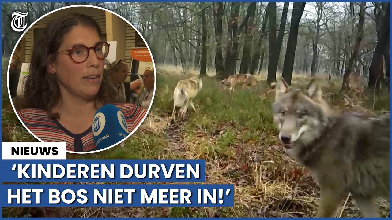 Nunspeet in de ban van de wolf: ‘Kinderen durven het bos niet meer in