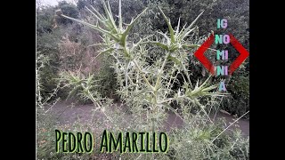 IGNOMINIA ,PEDRO AMARILLO by Pedro Amarillo 153 views 2 months ago 27 minutes