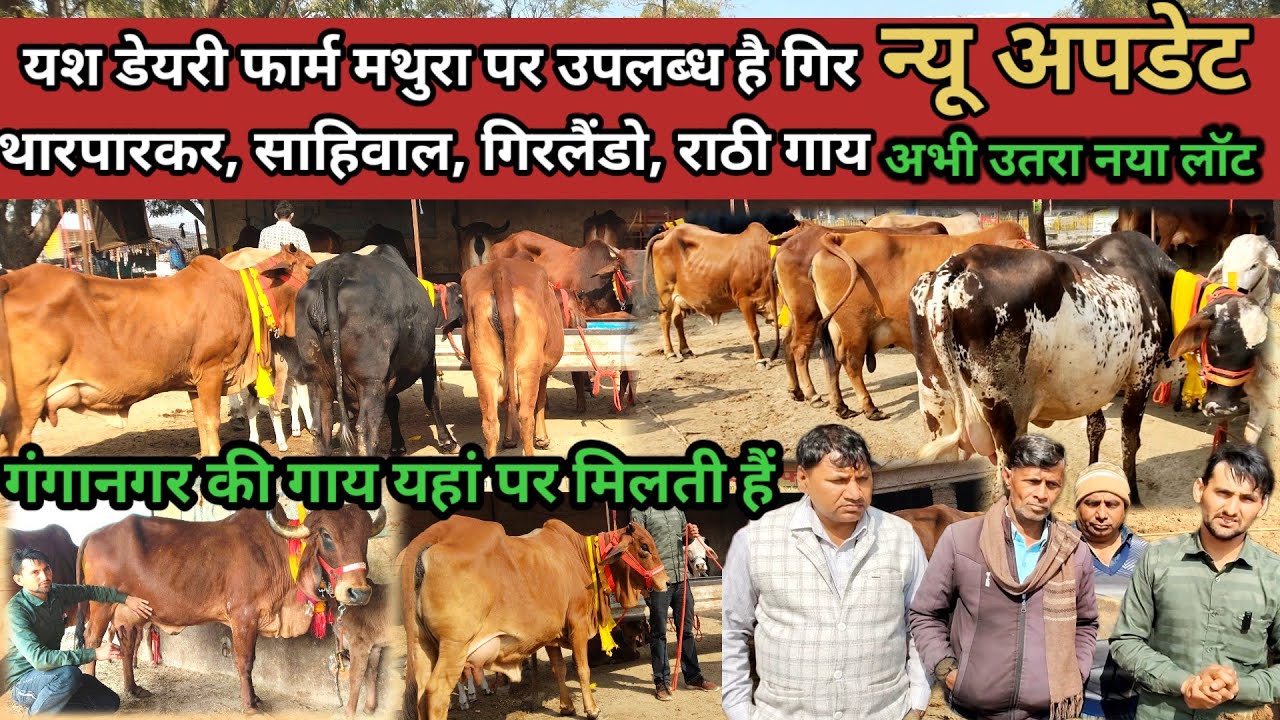 Yash dairy farm mathura | साहिवाल राठी थारपारकर गाय बिक्री के लिए नया लाट उपलब्ध #cowvideos 