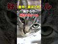 ツンデレ！猫の嫌がらせに見えて実は好かれている7つのサイン #猫雑学 #ねこたんの解説