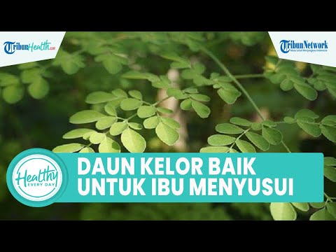 Manfaat Daun Kelor Untuk Ibu Menyusui