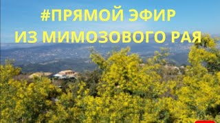 Ах,этот Мимозовый Рай/Tanneron Франция/provenceallochka vlog