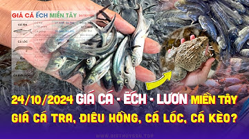 ✅ Thị trường Cá Nước Ngọt 24/10/2024 ↗️ Giá Cá Tra, Điêu Hồng, Cá Lóc tăng! Giá Ếch, Lươn #ĐBSCL