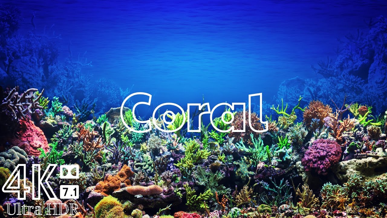 Коралловые чудеса: приключения под океаном