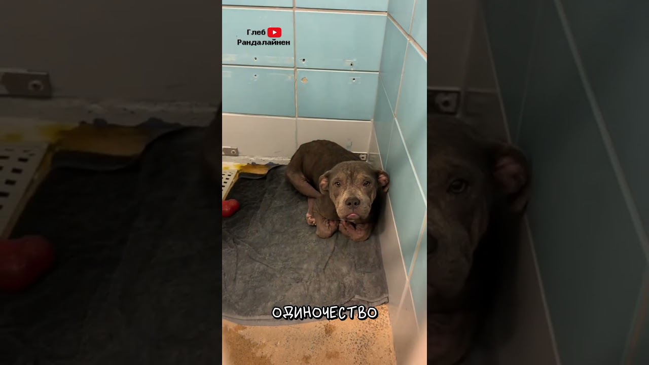 Дворняжки Лучшие ❤️‍🩹