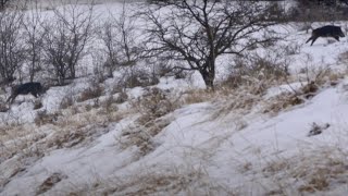 Hunting in Romania / Vanatoare in Romania - O vânătoare memorabilă cu AV Cabana din Poduri