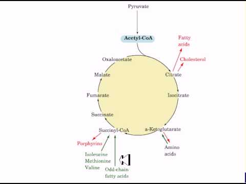 Anabolic process in metabolism