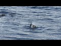 Adult Seals on the Roseland Peninsila