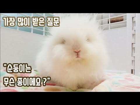 앙고라 토끼 ? 라이언헤드 ? 순둥이의 품종을 알아보아요 : ) Angora ? Lionhead rabbit ?