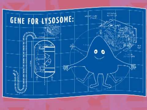 Genetics 101 - Leslie Lysosome and Alec Baldwin te...