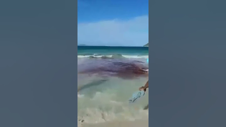 Tubarões Hoje Último dia do Ano na prainha Arraial do cabo