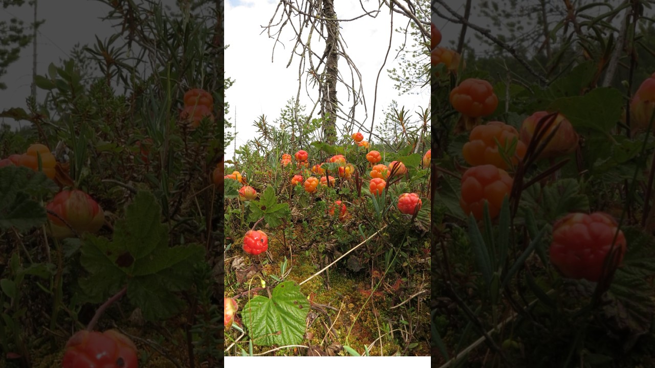 Cloudberry | Edible and Expensive Fruits👨‍🌾| 